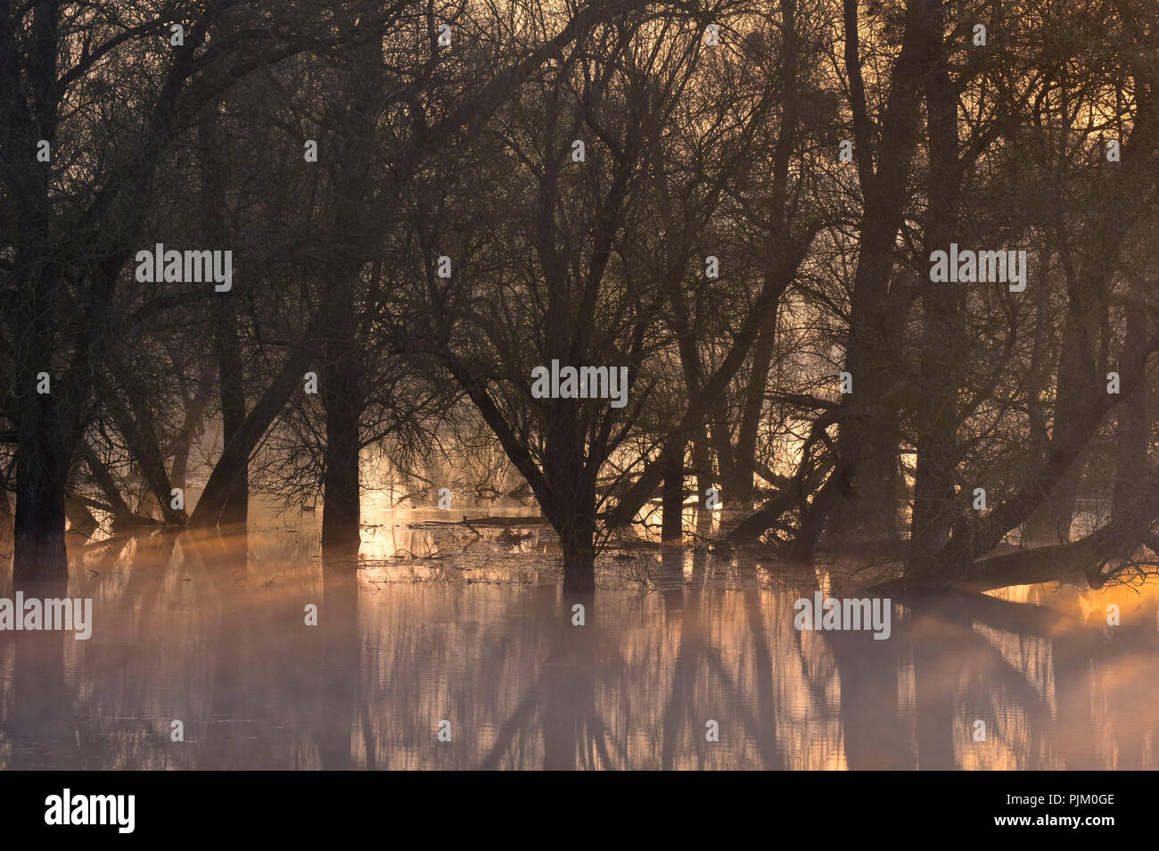 Allemagne, Brandebourg, Uckermark, Criewen, Parc National de la vallée de l'Oder inférieure, de vieux saules dans la forêt riveraine près de Criewen, matin, du brouillard de l'humeur Banque D'Images