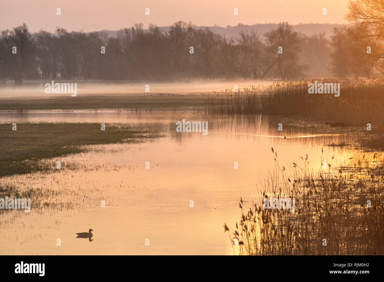 Allemagne, Brandebourg, Uckermark, Criewen, le Parc National de la vallée de l'Oder, avec l'humeur du matin dans le brouillard près de forêts riveraines Criewen, mallard Banque D'Images