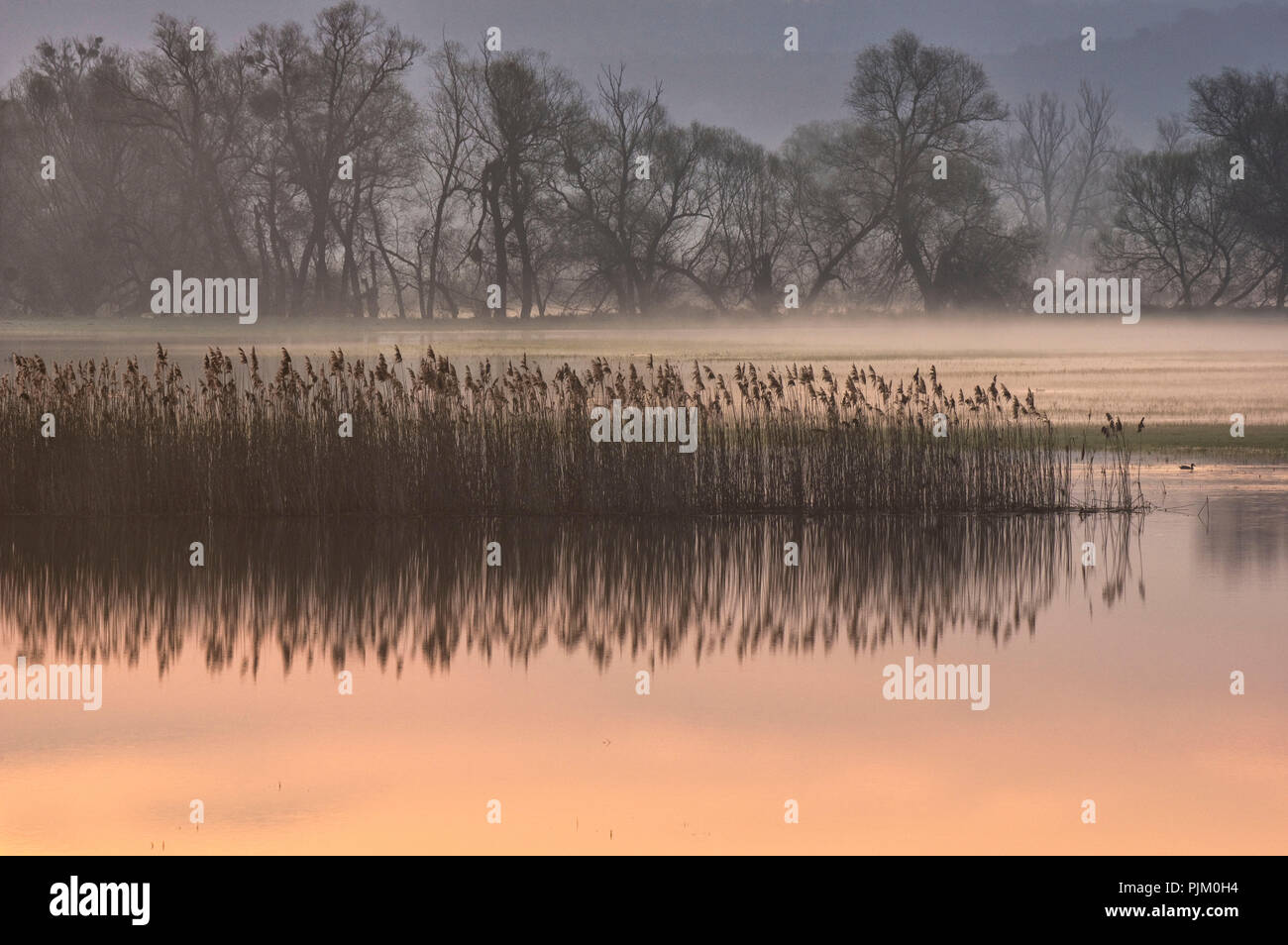 Allemagne, Brandebourg, Uckermark, Criewen, le Parc National de la vallée de l'Oder, avec l'humeur du matin dans le brouillard près de forêts riveraines Criewen, reed Banque D'Images