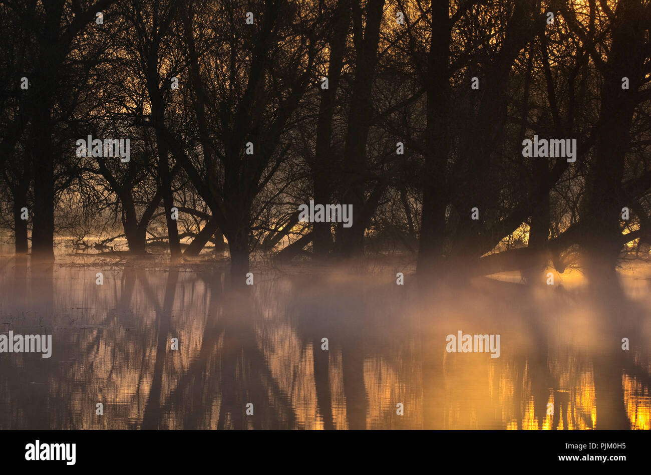 Allemagne, Brandebourg, Uckermark, Criewen, Parc National de la vallée de l'Oder inférieure, de vieux saules dans la forêt riveraine près de Criewen, matin, du brouillard de l'humeur Banque D'Images