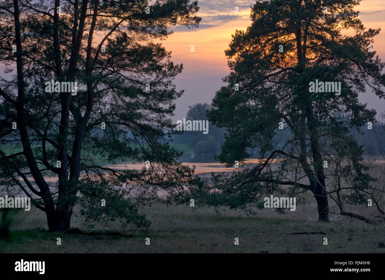 Allemagne, Brandebourg, Uckermark, Criewen, Parc National de la vallée de l'Oder inférieure, vieux pins dans les forêts riveraines près de Criewen, humeur du soir Banque D'Images
