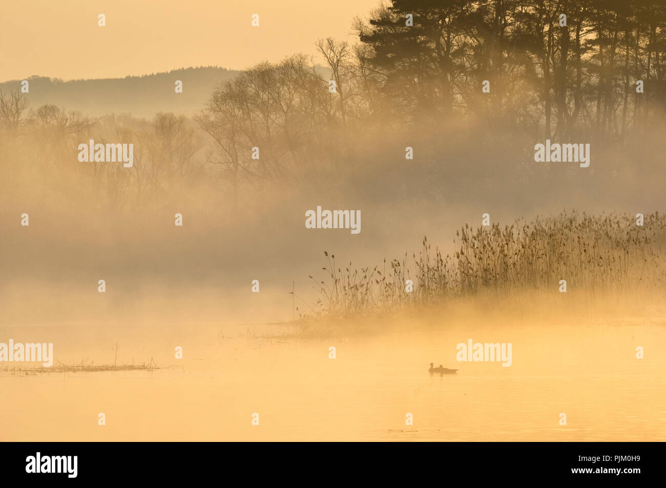 Allemagne, Brandebourg, Uckermark, Criewen, Parc National de la vallée de l'Oder inférieure, avec l'humeur du matin dans le brouillard près de forêts riveraines Criewen, paire de canards Banque D'Images