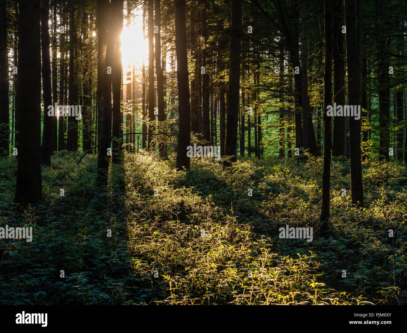 Lumière de conte de l'humeur dans la forêt Banque D'Images