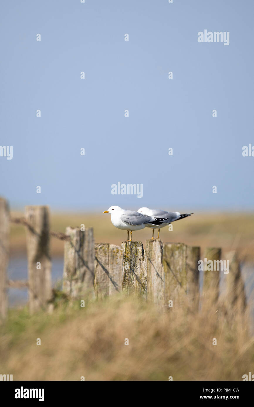 Allemagne, Schleswig-Holstein, Hallig Hooge, deux mouettes sur fence Banque D'Images