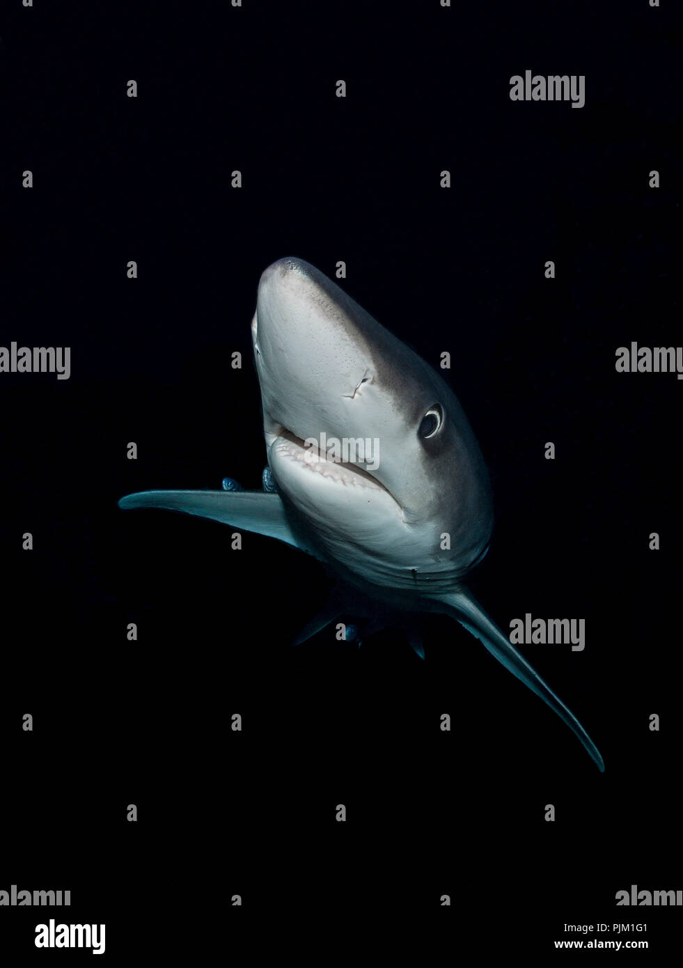 Le requin bleu, le requin photographié dans l'océan Atlantique par nuit Banque D'Images