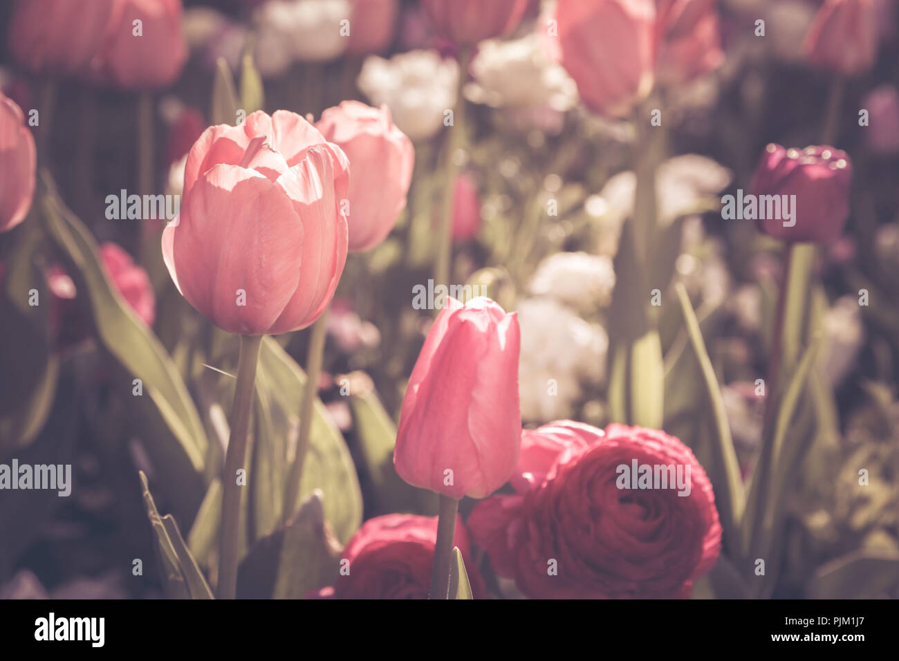 Tulipes et renoncules dans un lit, Banque D'Images