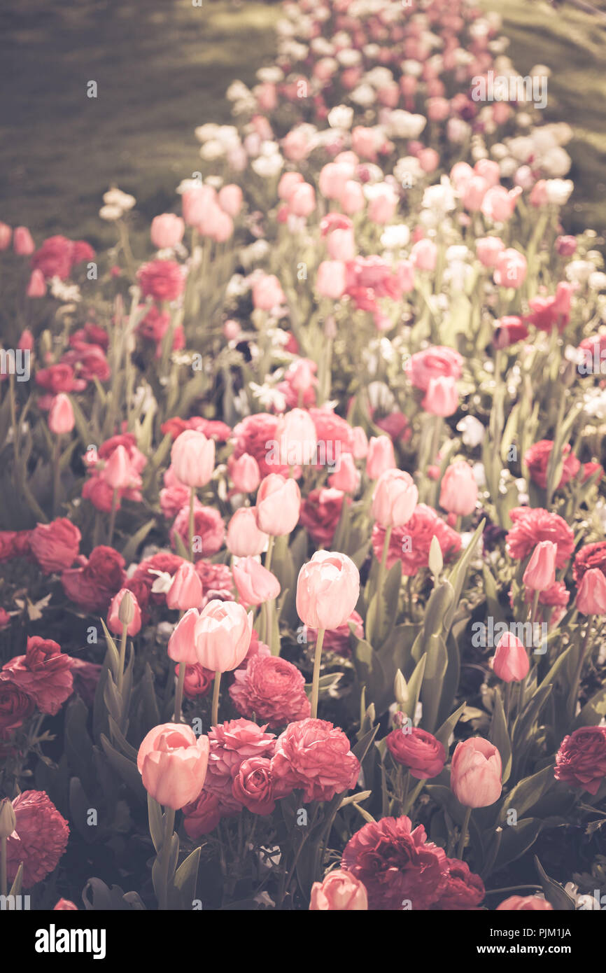 Tulipes et renoncules dans un lit, Banque D'Images