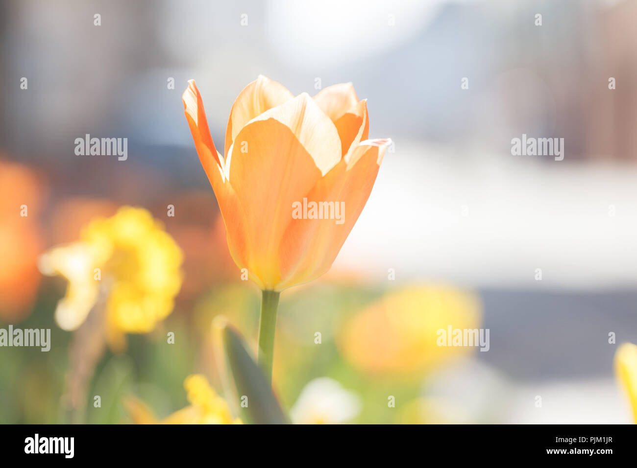 Une seule orange tulip sur une rue, Banque D'Images