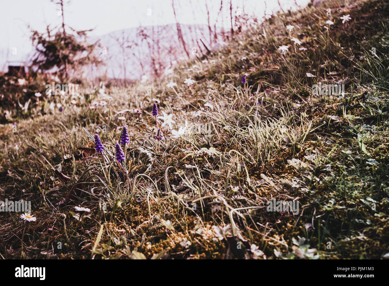 Muscaris anémone et sur une prairie, fleurs de printemps et les herbes dans une lumière particulière, Banque D'Images