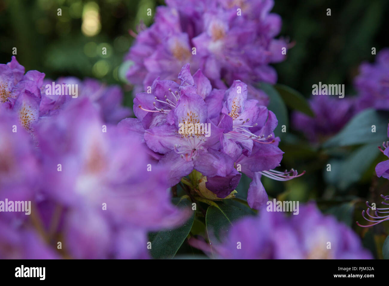 Rhododendron floraison, Close-up Banque D'Images