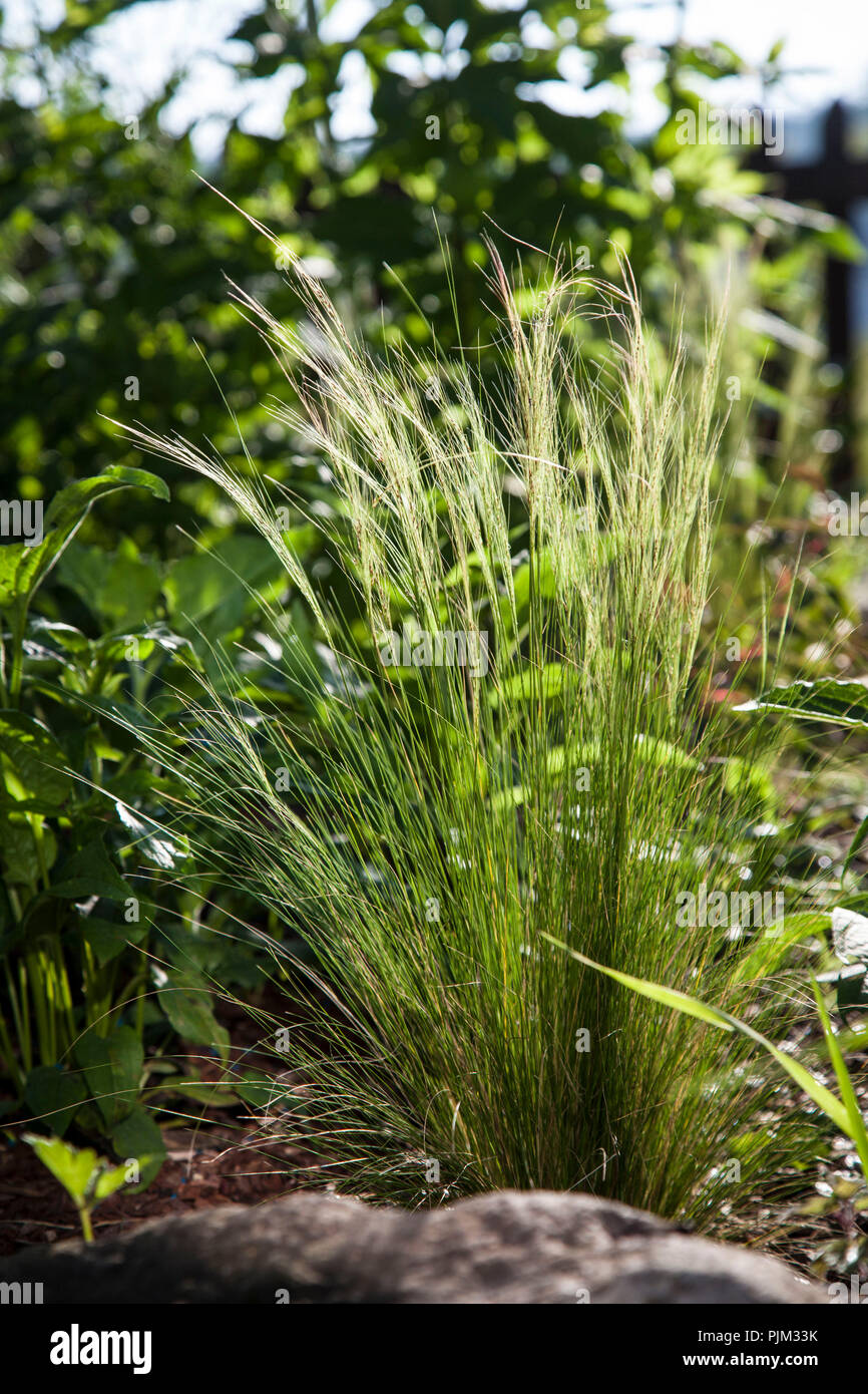 Herb lit dans un jardin avec feather grass, close-up Banque D'Images