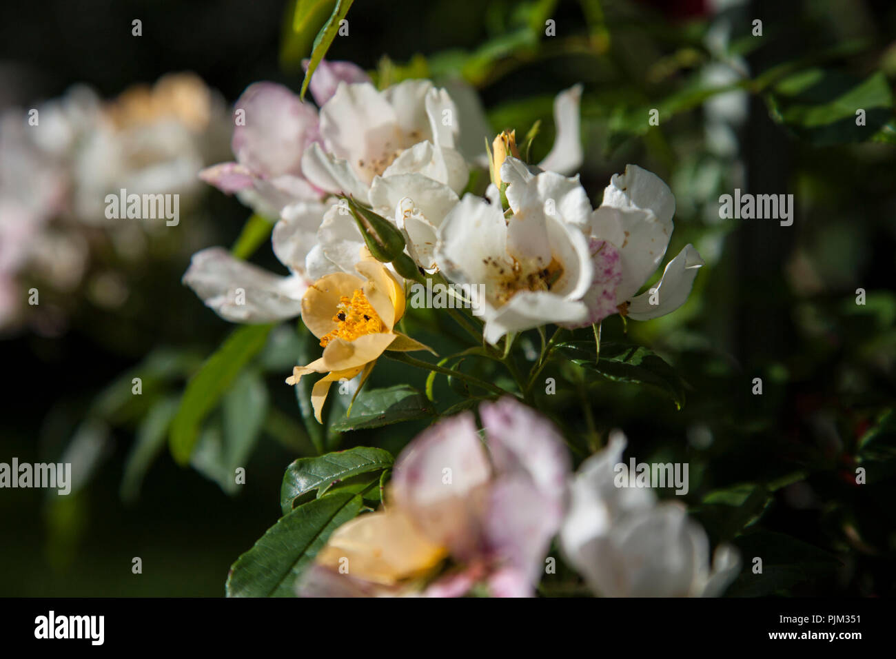 Rambling rose 'Wedding Day', variété par David Austin, blanc et jaune fleurs, close-up Banque D'Images
