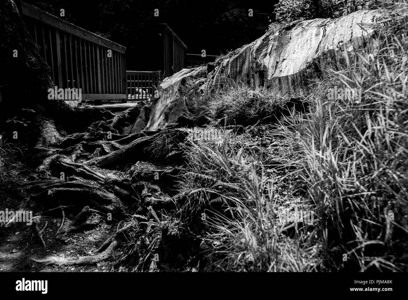 Paysages de la forêt, noir et blanc Banque D'Images