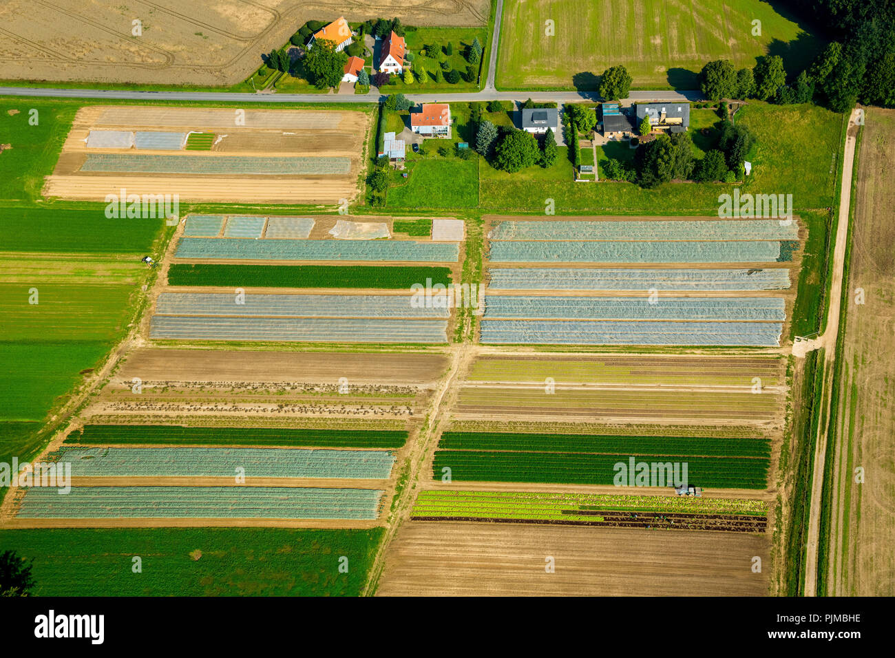 La récolte des légumes dans les champs de légumes à Minden, le travailleur agricole tracteur, Minden, à l'Est de la Westphalie, Rhénanie-Palatinat, Allemagne Banque D'Images