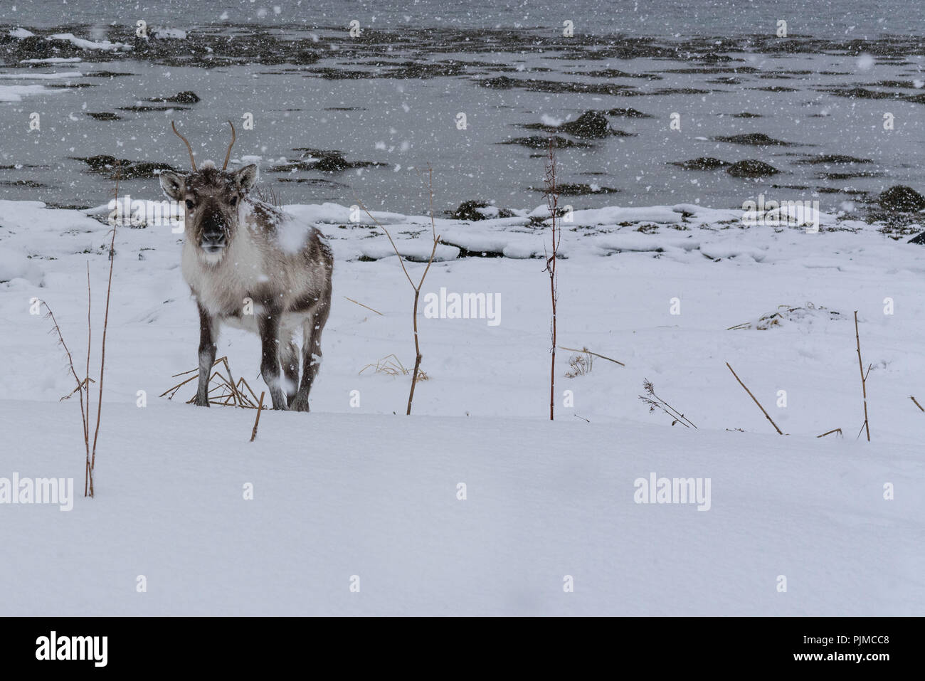 L'Europe, la Norvège, Troms, rennes dans la neige Banque D'Images