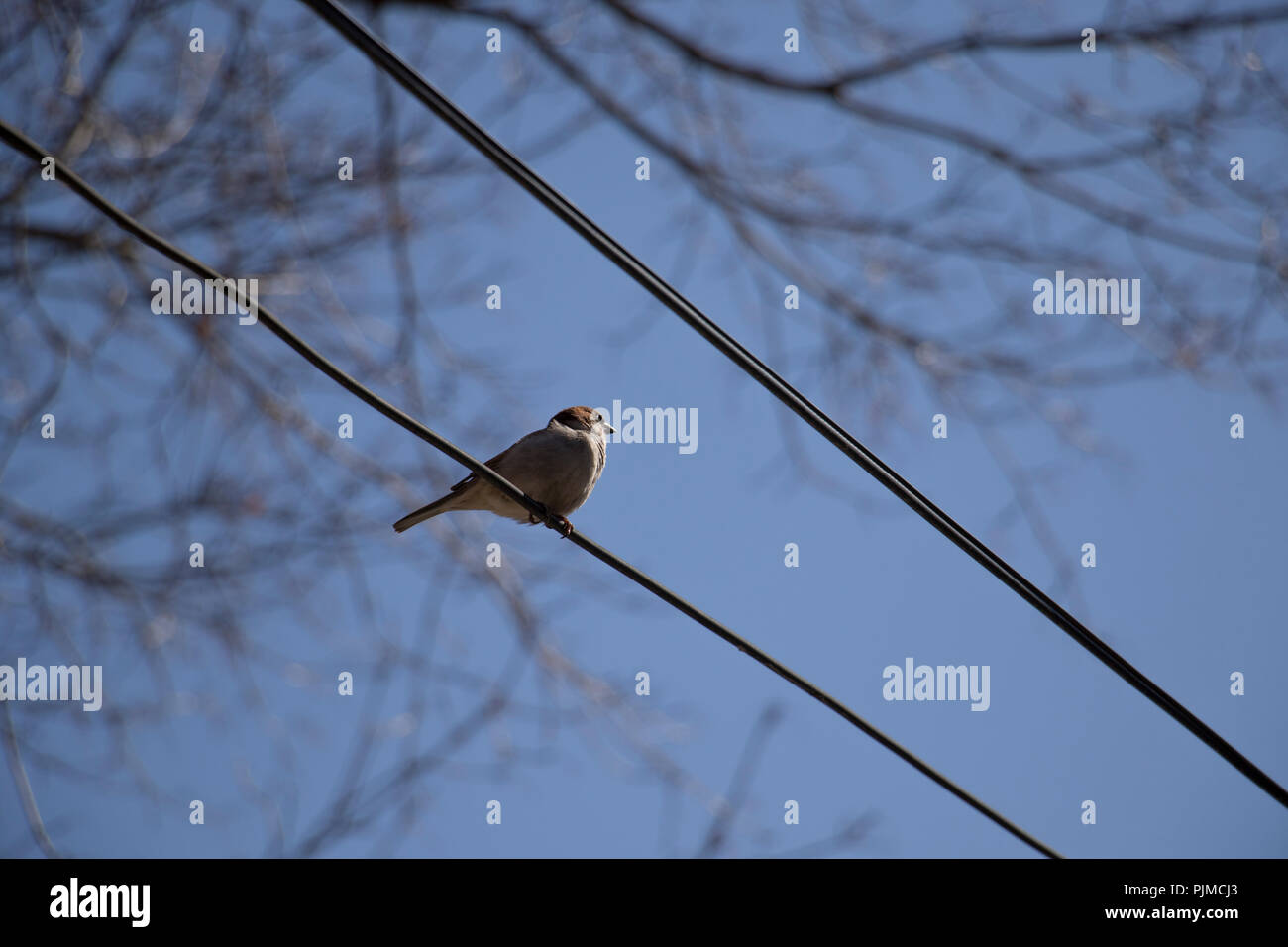 Oiseau Sur Un Fil Petit Oiseau Perché Sur Le Fil électrique