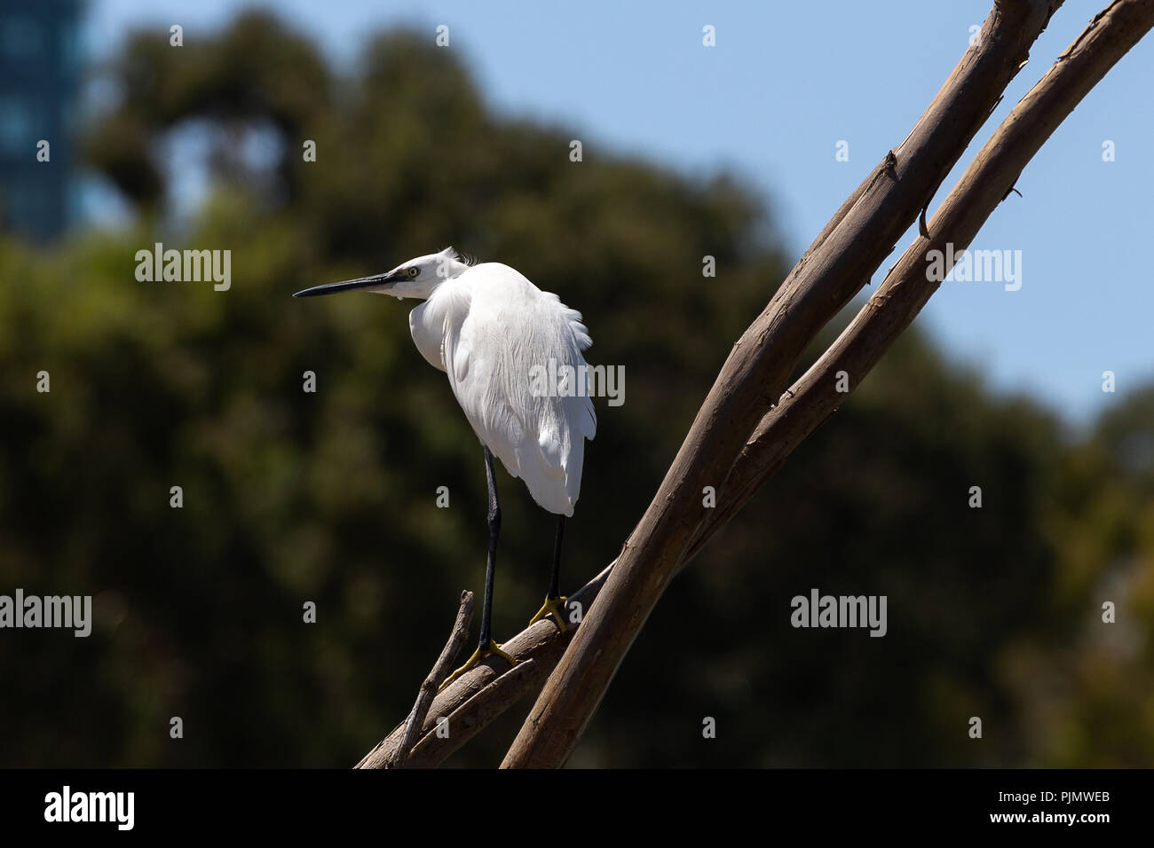 L'aigrette garzette sur fond urbain contre la direction générale Banque D'Images