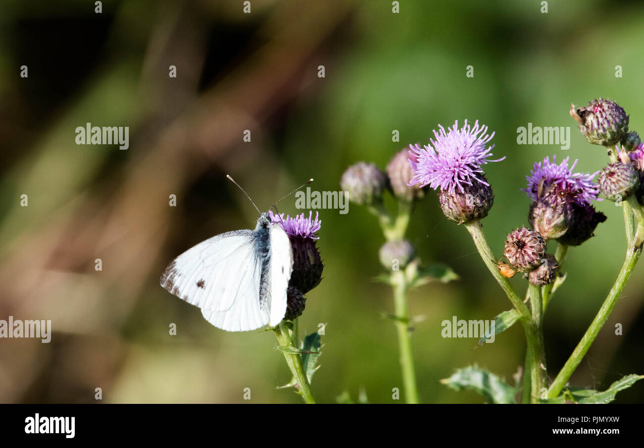 Petit format blanc Banque D'Images