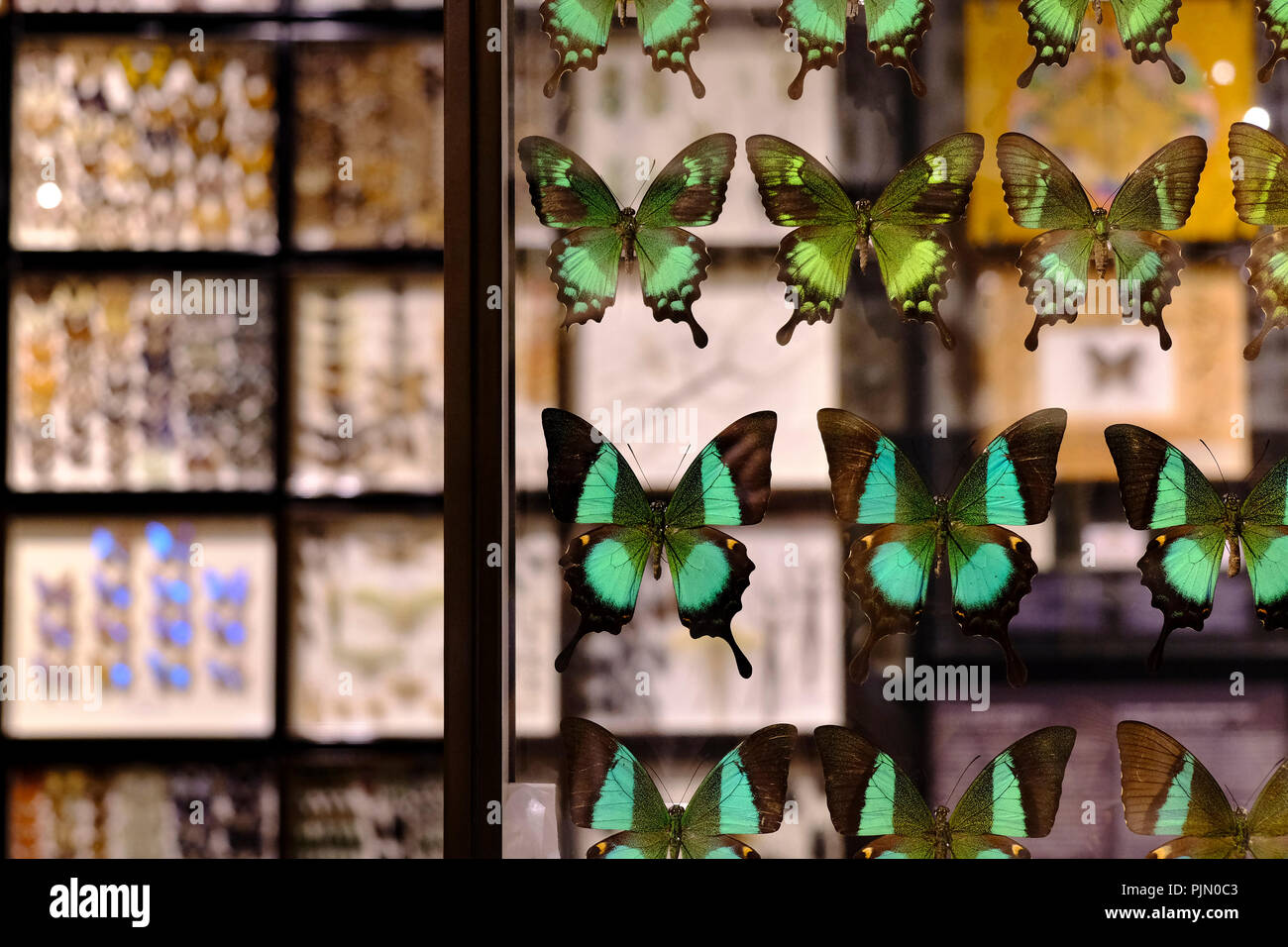 Machaons verts majestueux affiché dans un cadre en verre transparent Banque D'Images