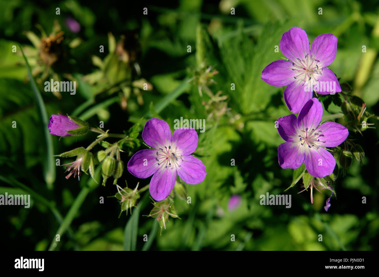 Geranium sylvaticum ; bois géranium sanguin à Splügen, Alpes Suisses Banque D'Images