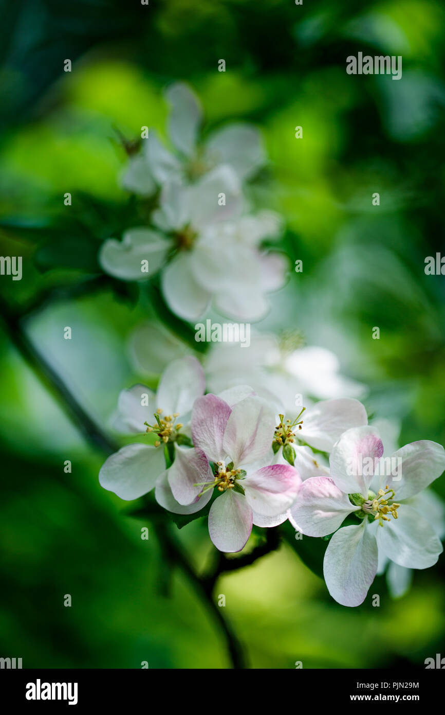 Close Up of Soft white cerisiers en fleurs au printemps Banque D'Images