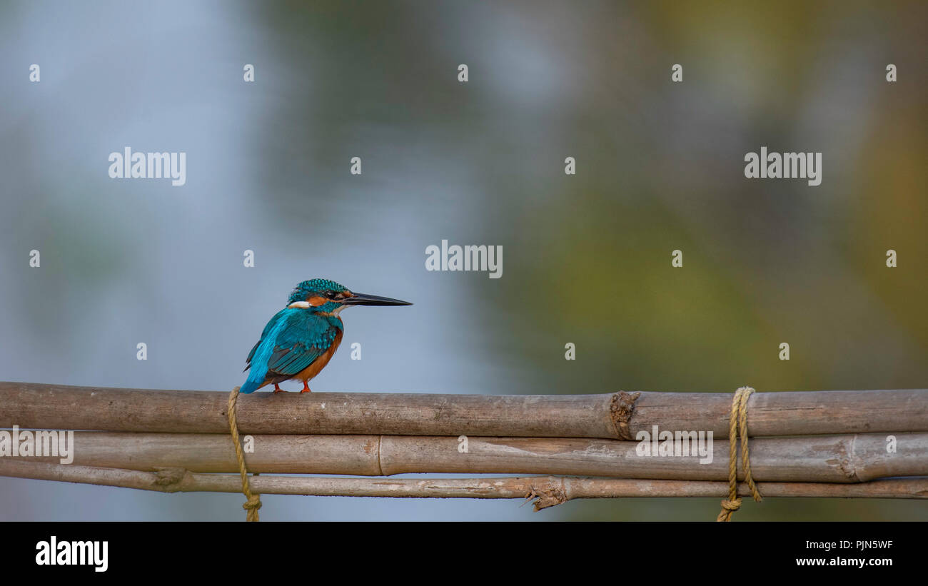 Kingfisher Bird Print Banque D'Images