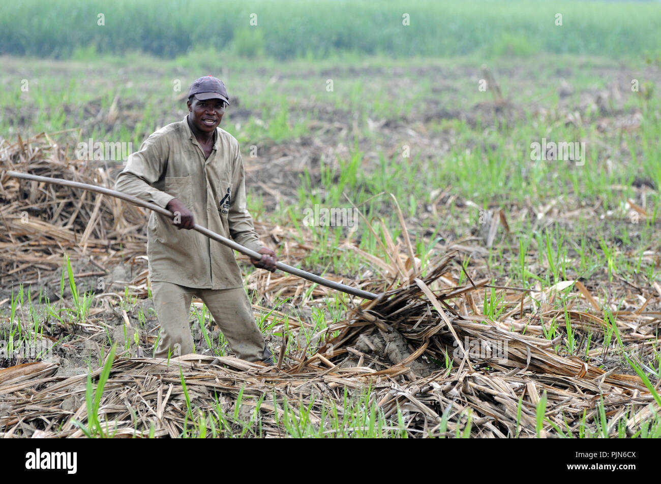 Des travailleurs de la canne à sucre Banque D'Images