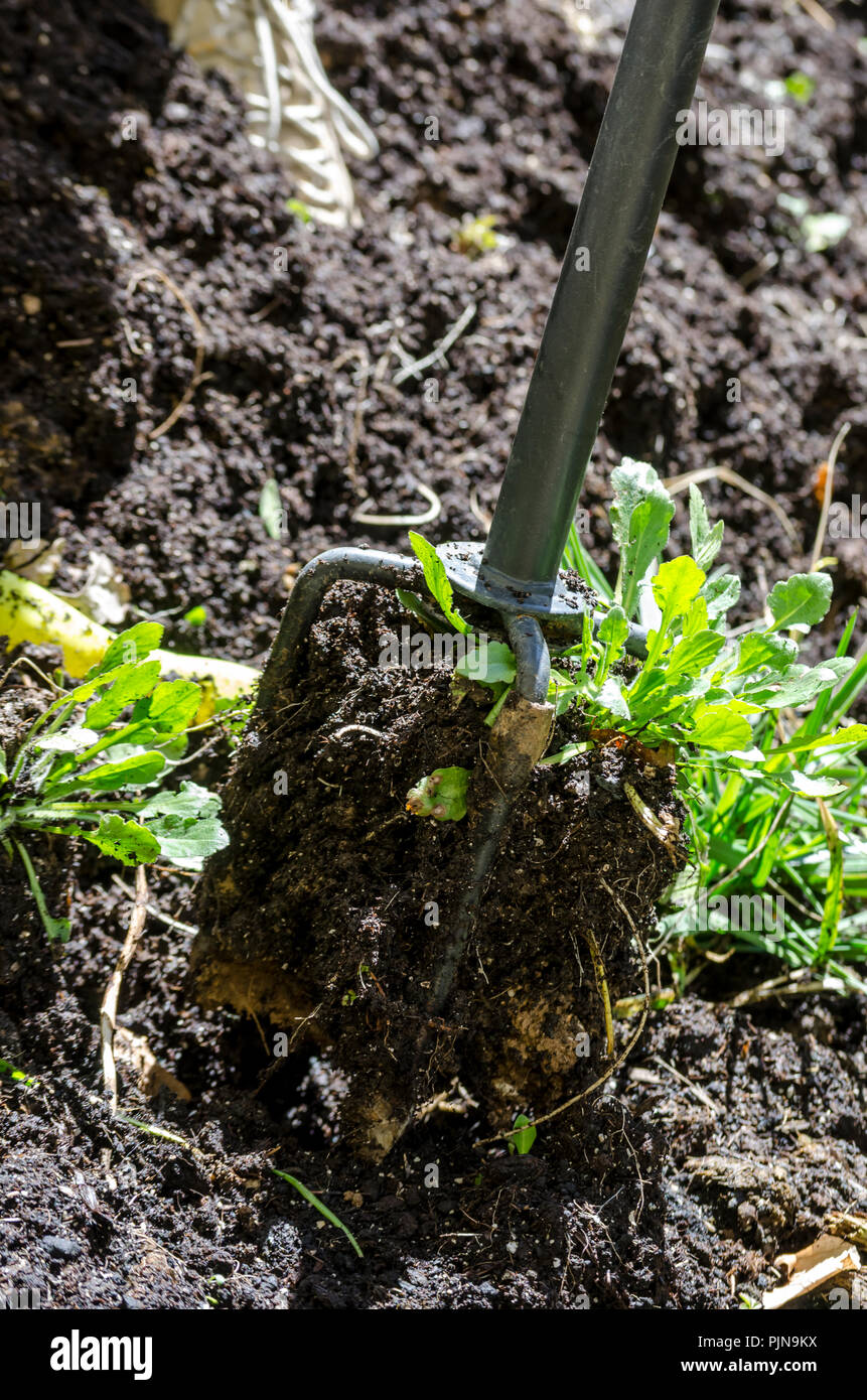 Détail de l'outil de jardinage ameublir le sol et de se débarrasser des mauvaises herbes. Banque D'Images