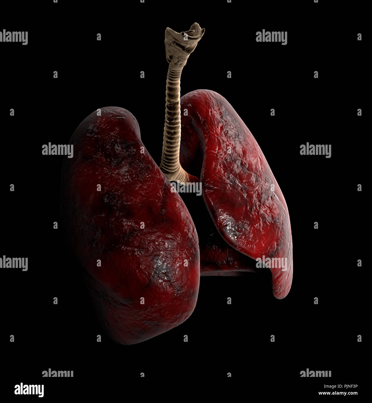 Anatomie pulmonaire humain, 3d illustration sur fond noir Banque D'Images