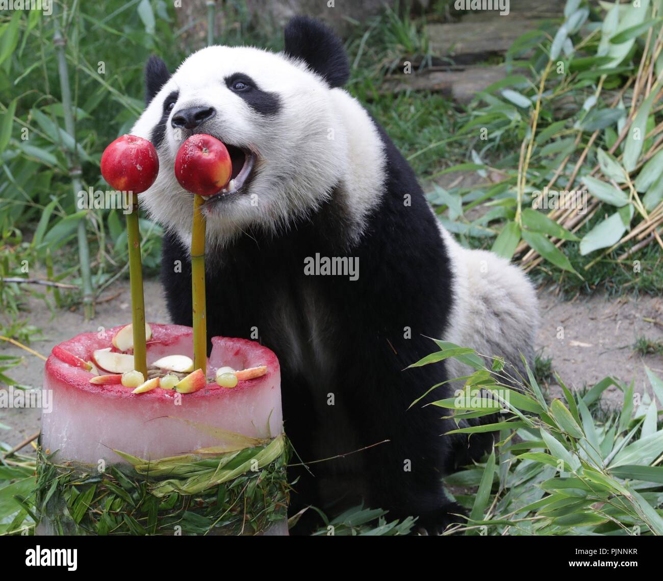 Madrid Espagne 05th Nov 18 Giant Panda Hua Zui Ba Mange Une Pomme Du Gateau D Anniversaire Pour Son Petit Chulina Non Represente A L Occasion De Son 2e Anniversaire A Leur Boitier Dans