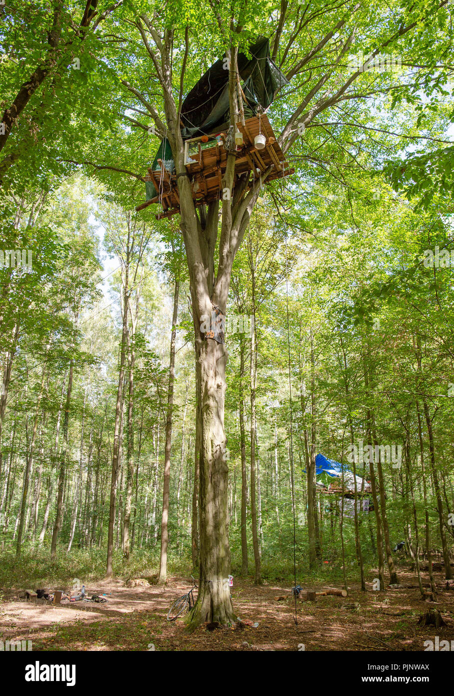 08 septembre 2018, l'Allemagne, Kerpen:Les militants ont construit une maison de l'arbre dans la forêt de Hambach. Les militants tentent d'empêcher l'effacement de la forêt de Hambach par l'entreprise de l'énergie RWE. Les militants ont annoncé les mesures de dégagement de la compagnie d'énergie RWE dans la forêt de Hambach. Photo : Christophe Gateau/dpa Banque D'Images