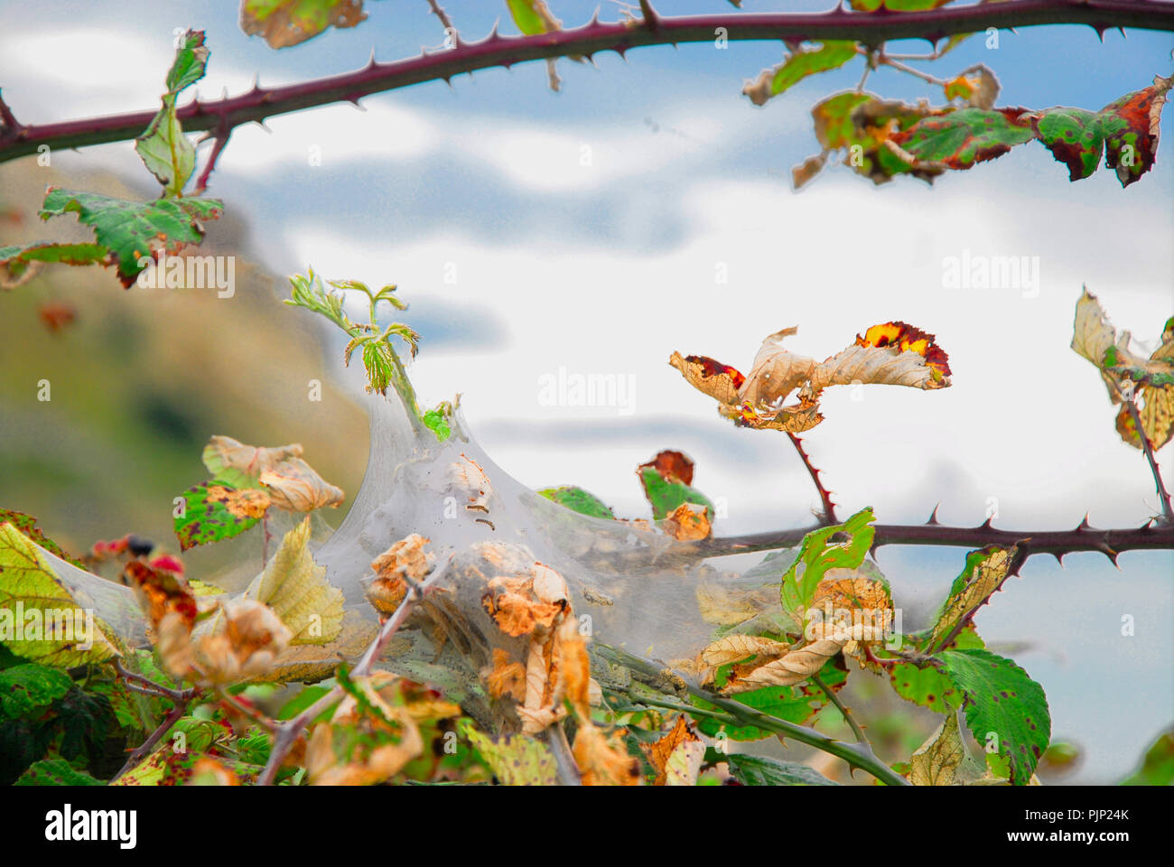 Plage de Chesil. Le 8 septembre 2018. 'Hyponomeute du pommier' chenilles ont tissé des toiles autour des feuilles de mûriers sur la plage de Chesil. Cela les protège, et leur nourriture, des prédateurs Banque D'Images