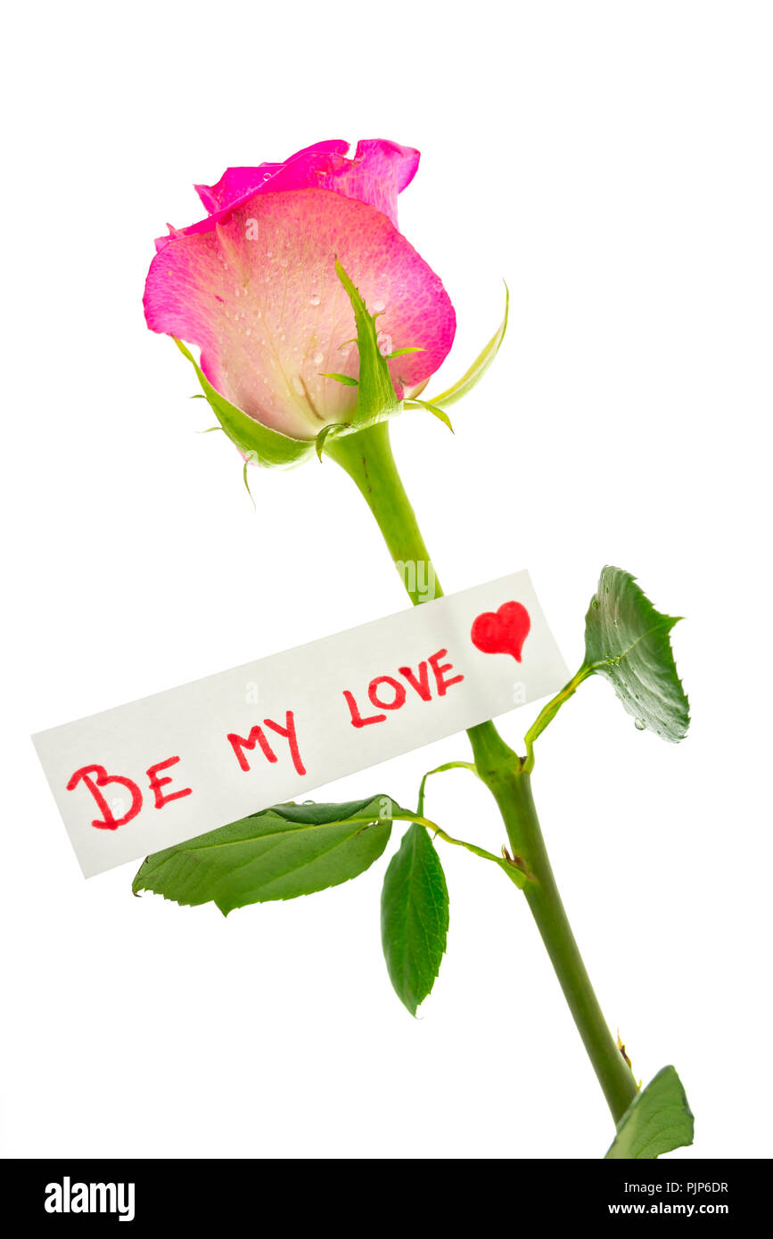 Être Mon amour l'étiquette avec un cœur rouge romantique liée à une seule  rose rose comme un cadeau sentimental pour un être cher, Sweetheart le Jour  de Valentines, isolé Photo Stock -