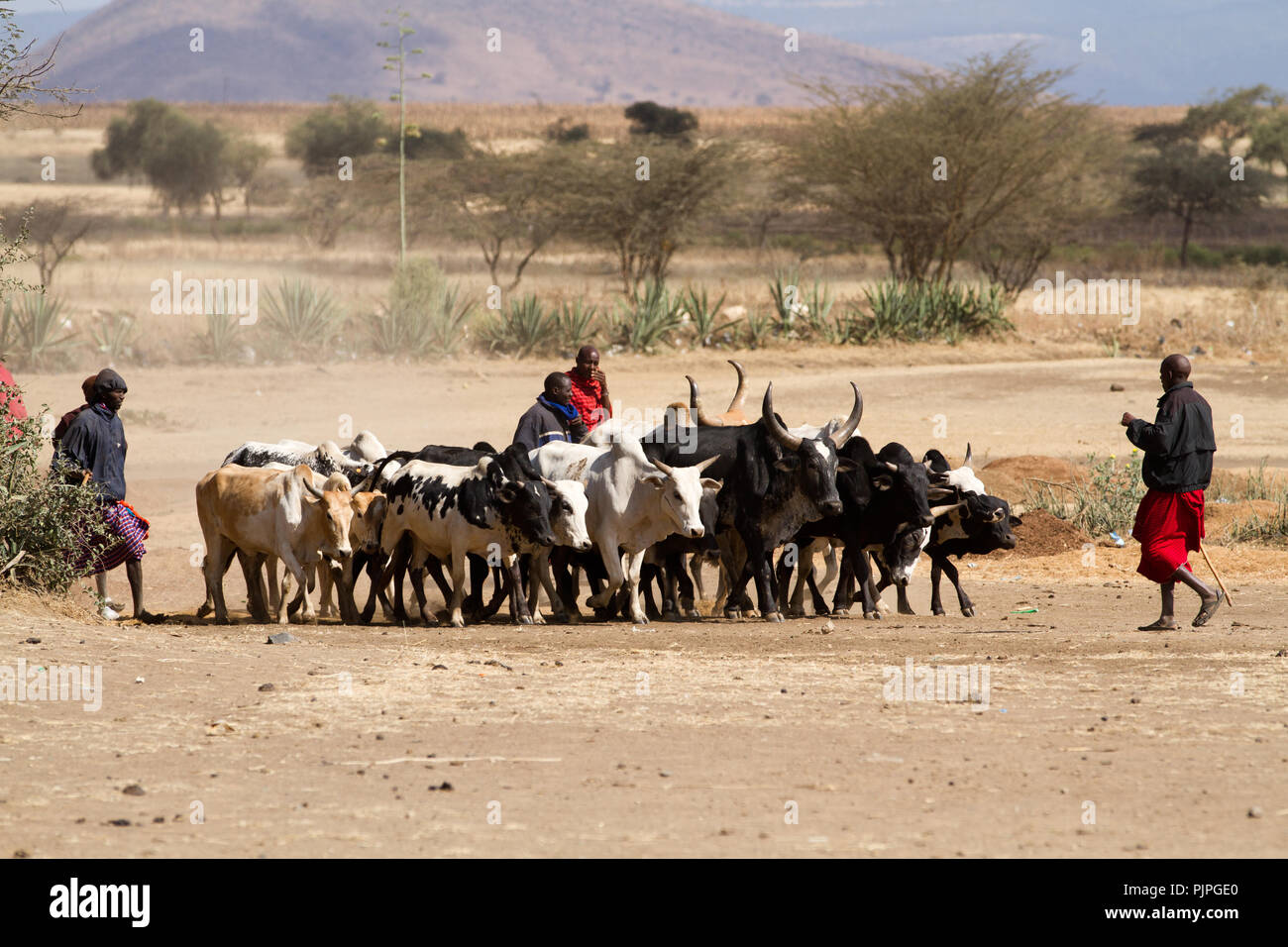 La vie des gens masai près d'Arusha Banque D'Images