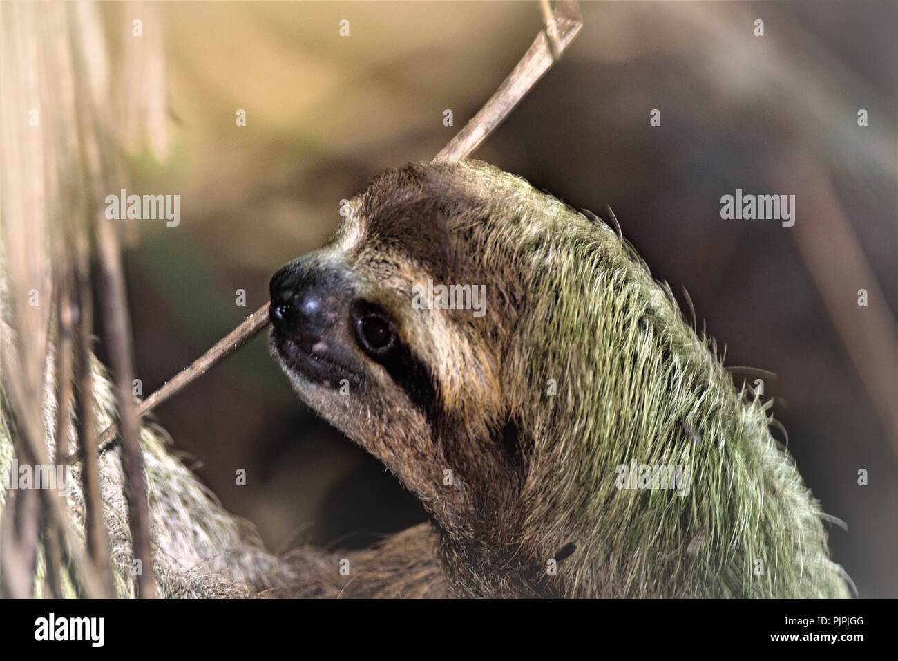 Trois doigts sloth portrait, à Manuel Antonio, Costa Rica. Banque D'Images