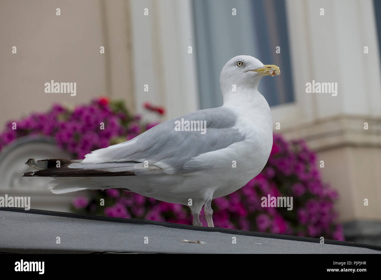 Chasse Seagull avec de la mayonnaise sur son bec sur un effet de bord de Brighton, East Sussex, England, UK en automne Banque D'Images