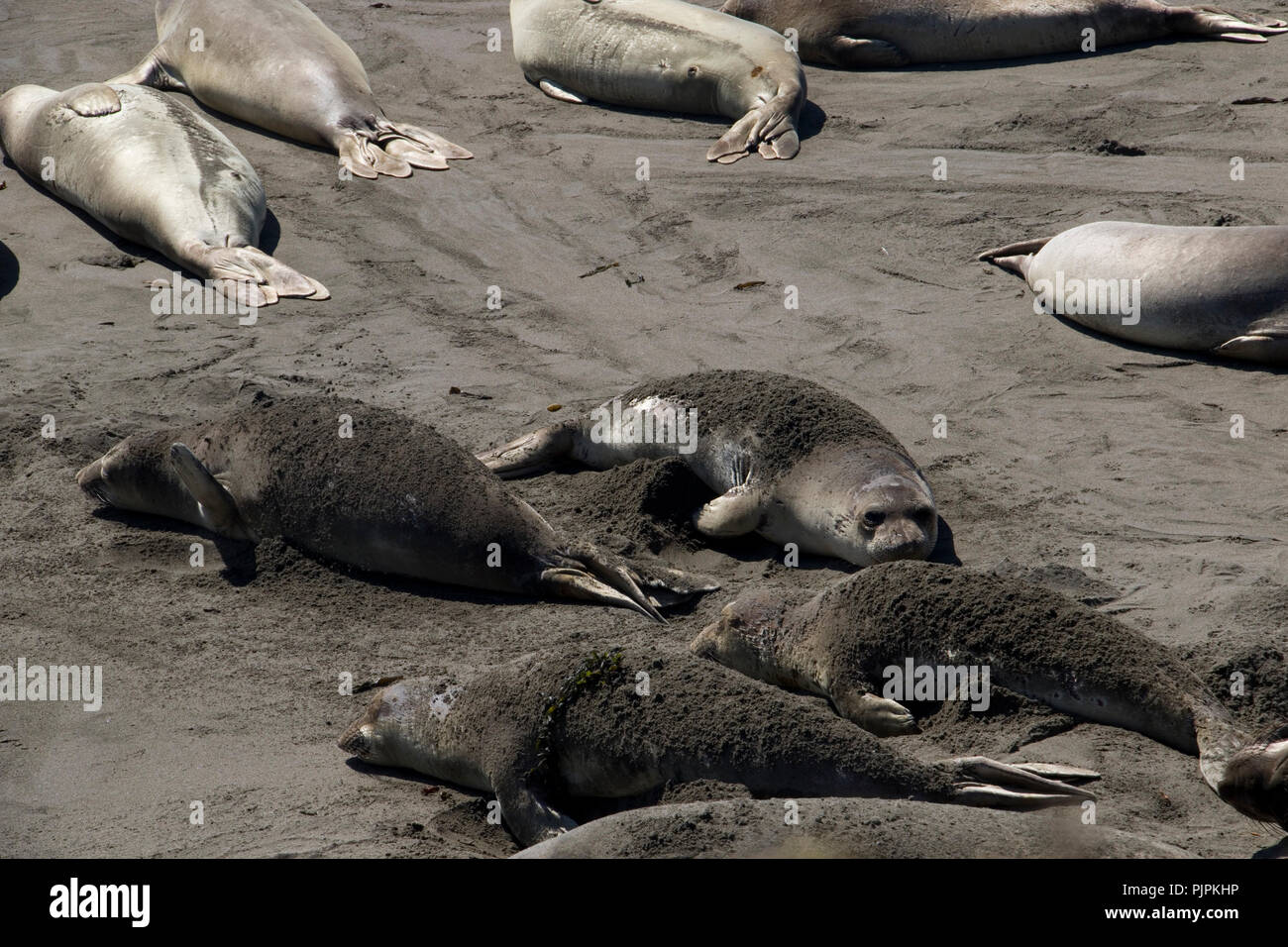 Les Lions de mer en prenant un bain de sable sur la plage en Californie. Banque D'Images