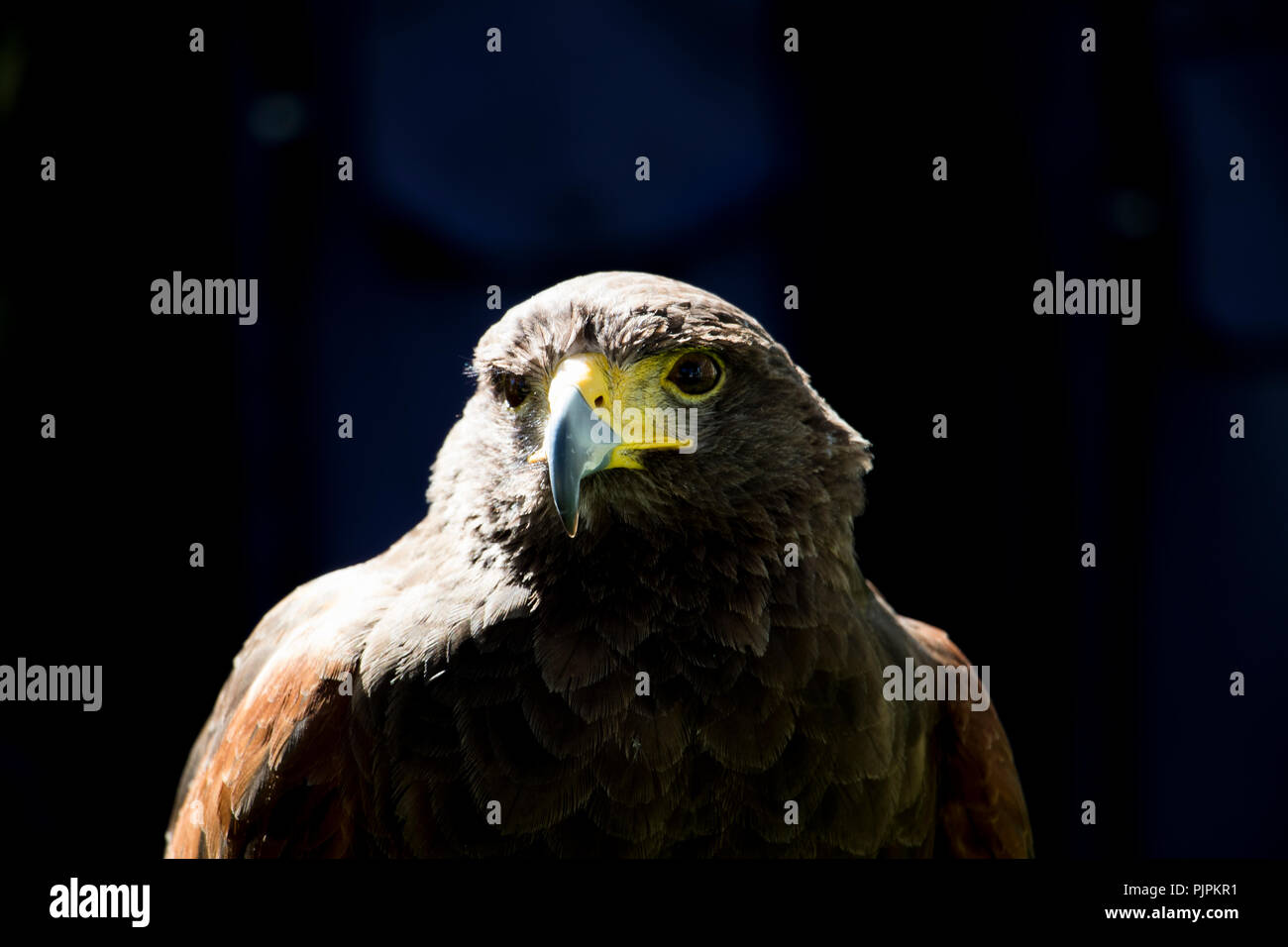 Portrait d'un aigle majestueux. Belle falcon close up. Banque D'Images