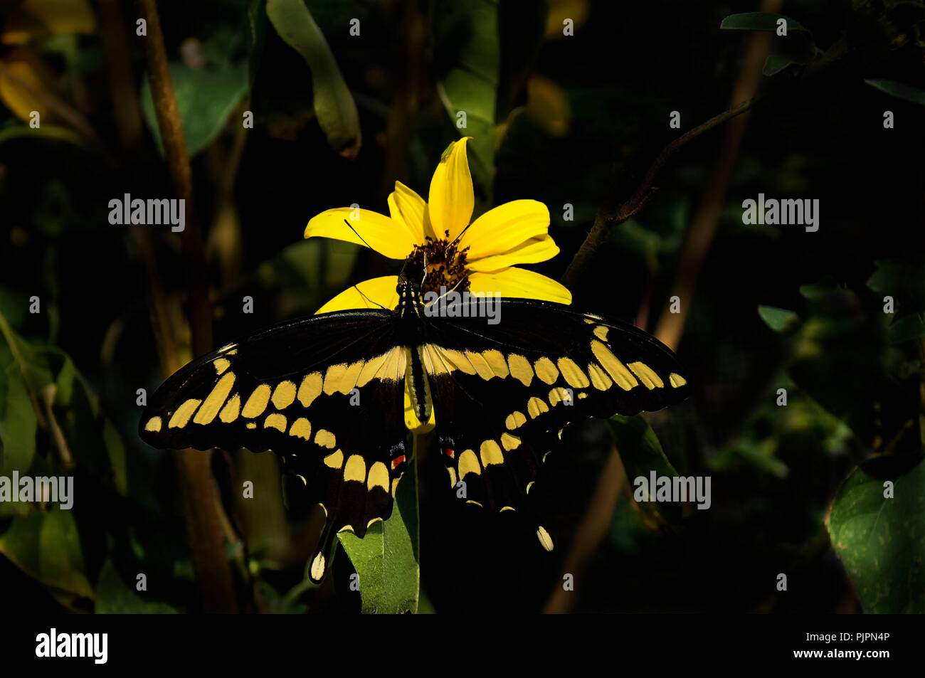 Un papillon géant assis sur une fleur jaune. Banque D'Images