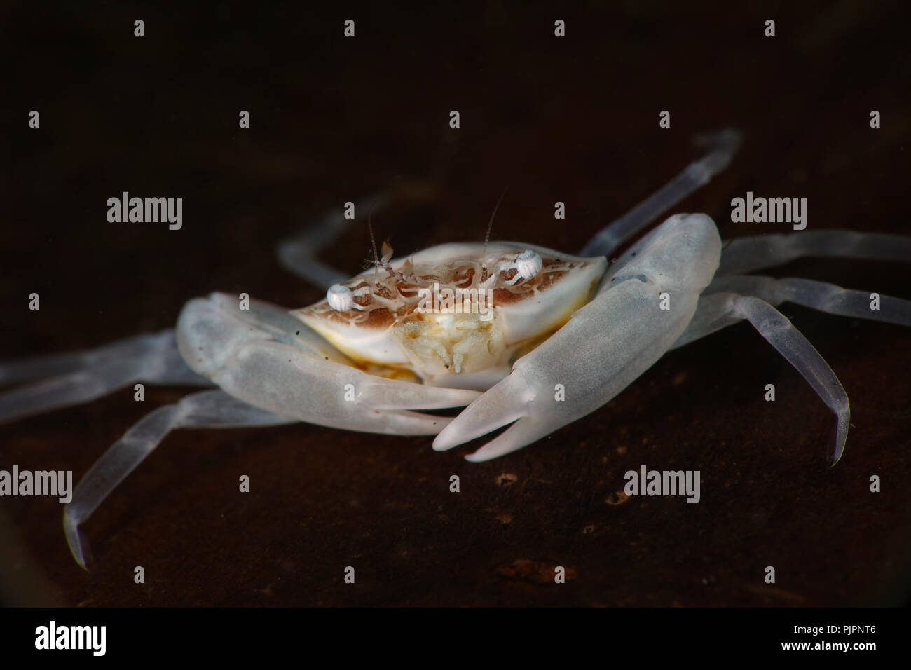 Petit blanc le crabe. Photo a été prise dans le Détroit de Lembeh, Indonésie Banque D'Images