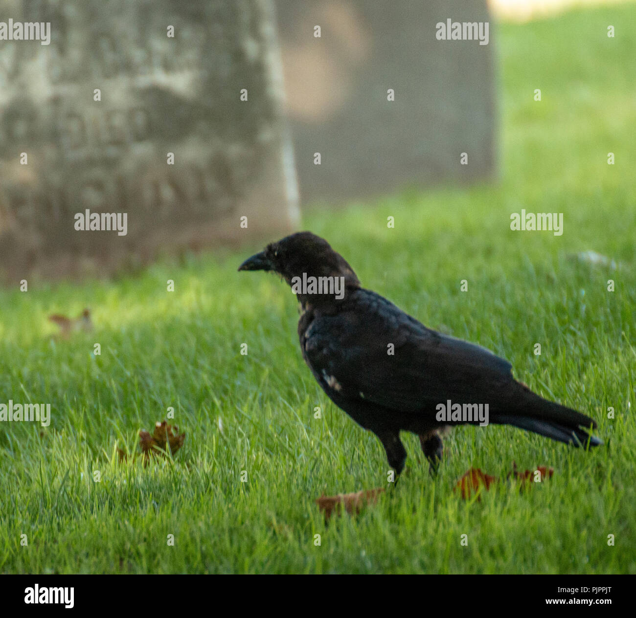 Un corbeau s'est accrocher dans un cimetière. Banque D'Images Un corbeau s'est accrocher dans un cimetière. Banque D'Images