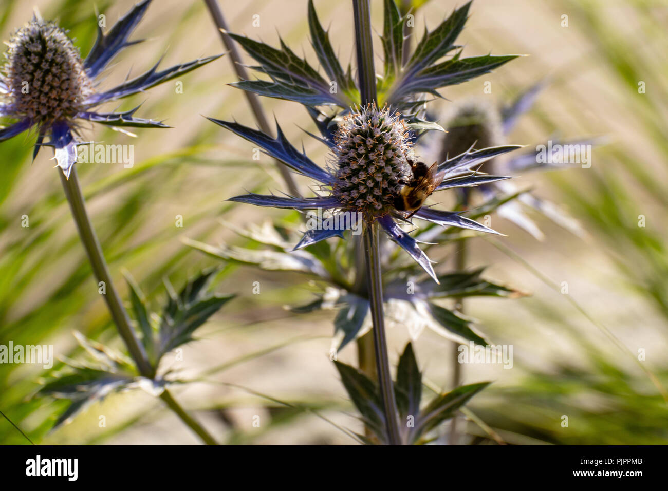 Une abeille est sur une fleur la récolte du miel. Banque D'Images Une abeille est sur une fleur la récolte du miel. Banque D'Images