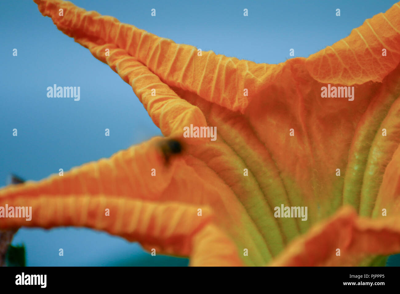 C'est une citrouille fleur, un close up Banque D'Images