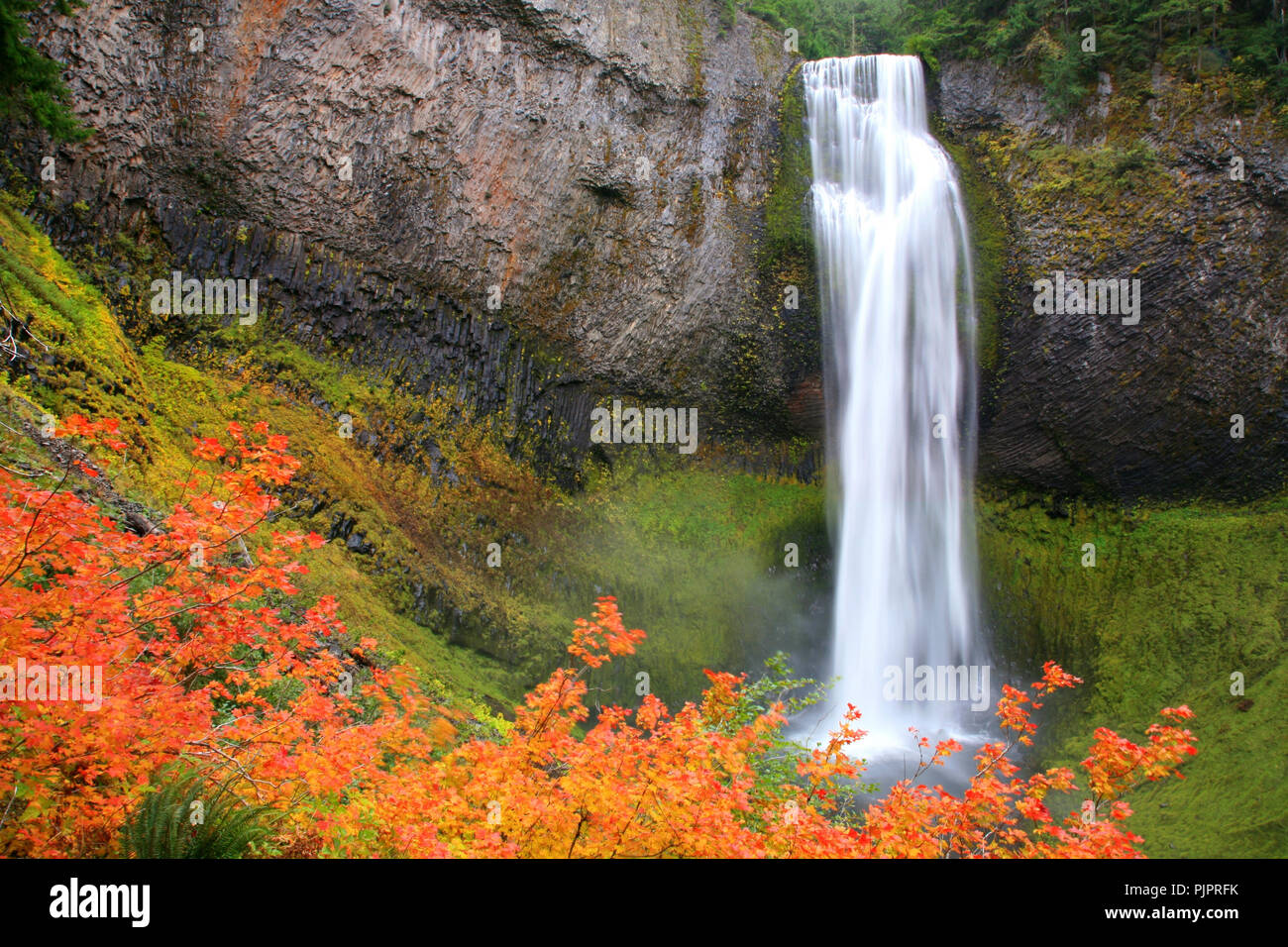 Automne feuillage à Salt Creek Falls près de l'école Oakridge Oregon Banque D'Images