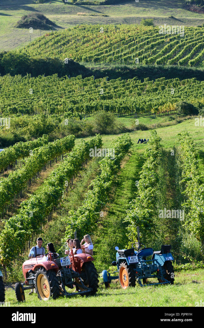 Neustiftgasse : tracteurs historiques au vignoble, au festival 'Genussmeile' le long de la 1ère ligne de l'eau vienne Wienerwald, chemin de randonnée, forêt de Vienne, Niederöste Banque D'Images