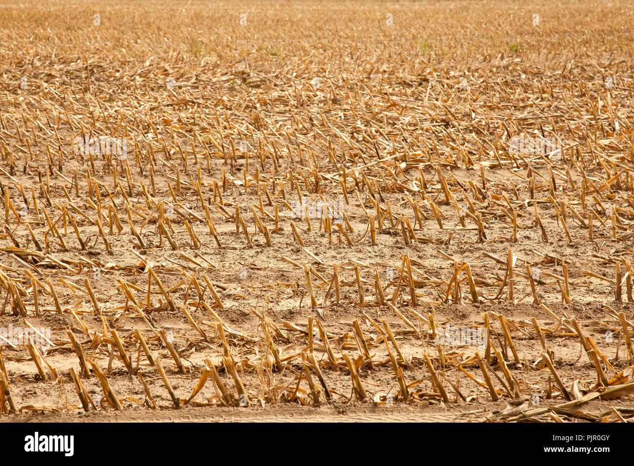 Chaume ou champ après la récolte d'automne, paysage rural Banque D'Images