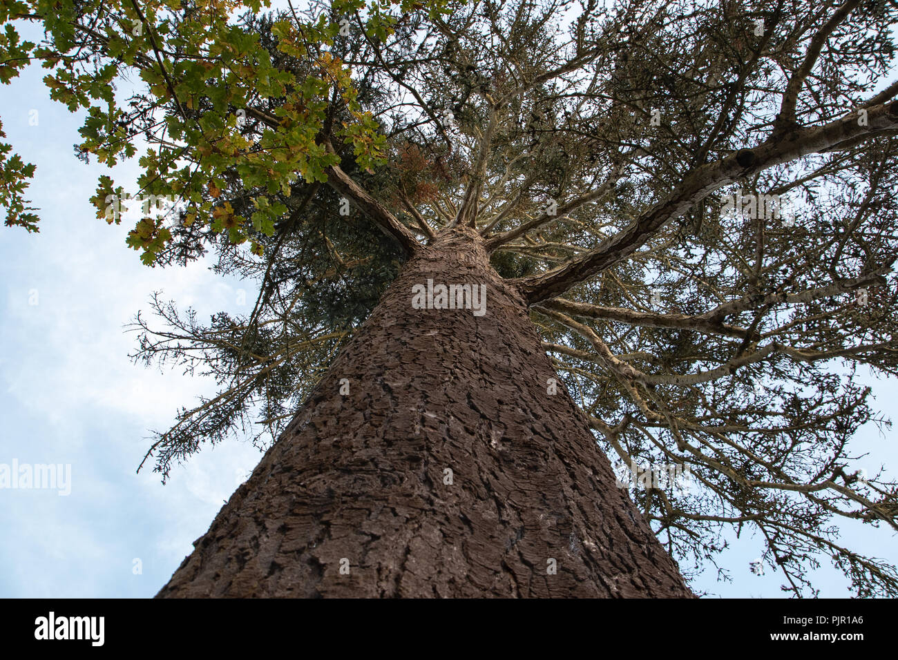 Voir Recherche d'un arbre à partir du sol Banque D'Images