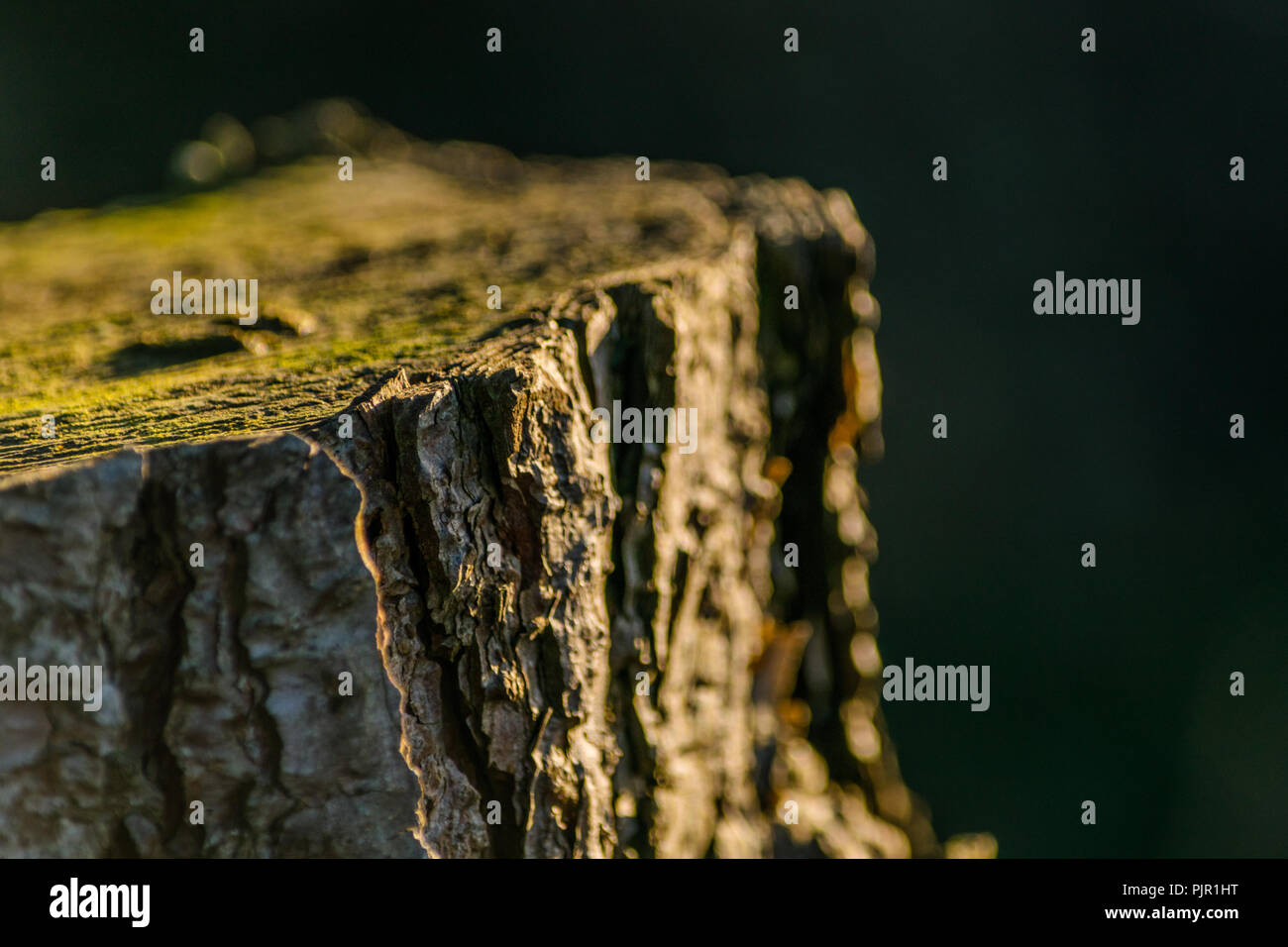 La lumière du soleil sur le sommet d'une souche d'arbre sur Aylesbeare Common, l'est du Devon, Angleterre du Sud-Ouest, Royaume-Uni. Banque D'Images