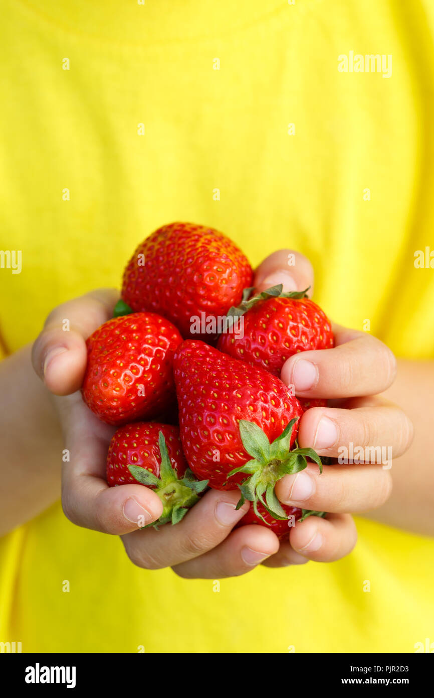 Petits fruits rouges fraises fruits d'été fruits fraise hands holding enfant petit garçon format portrait outdoor Banque D'Images