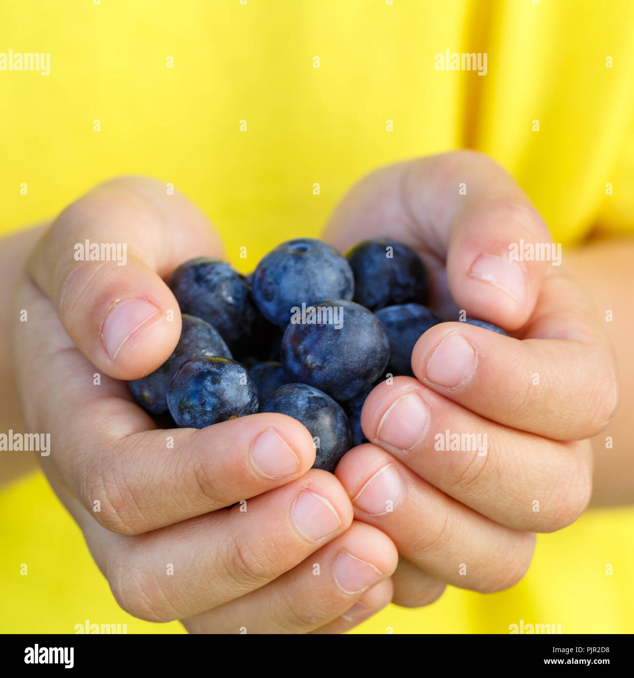 Petits fruits rouges les petits fruits bleuets bleuets de l'été fruits hands holding square enfant petit garçon piscine Banque D'Images